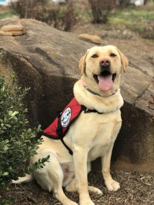 Diabetic Alert Service Dog from SDWR