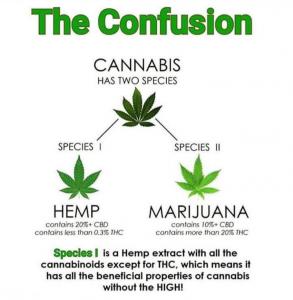 Cannabis Plant - Hemp and Marijuana Differences