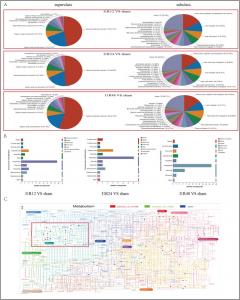 The identified metabolites were classified based on the HMDB and KEGG compound databases.