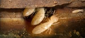 Active Worker Termites