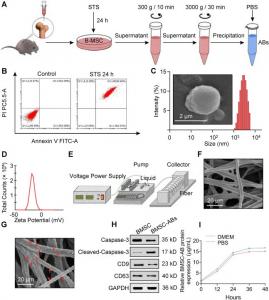 Acquisition and identification of bone mesenchymal stem cell-derived apoptotic bodies (BMSC-ABs) and preparation and characterization of polycaprolactone (PCL) fiber scaffolds.