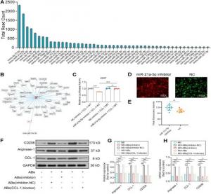 miRNA sequencing analysis of bone mesenchymal stem cell-derived apoptotic bodies (BMSC-ABs)-loaded polycaprolactone (PCL) scaffolds driving the molecular reprogramming of macrophages (Mϕs) to M2-Mϕs.