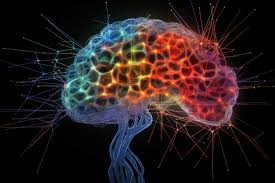 WolfMind Neuro – a photo of a brain. Neuroscience-driven neurofeedback practice focused on mental clarity, focus, and cognitive performance.