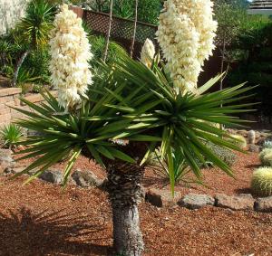 Yucca Extract Market