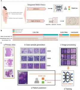 Multi-omics landscape of NB-BBM.