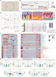 Single-cell landscapes between NB-BBM and non-metastatic groups.