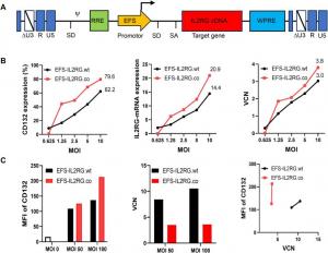 Comparison of the EFS-IL2RG.wt and EFS-IL2RG.co vectors in human ED7R cells and the bone marrow stem cells.