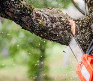 Adelaide tree and stump removal
