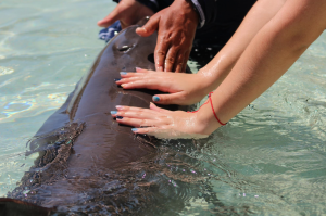 Swim adventure in Dolphin Discovery Cancun