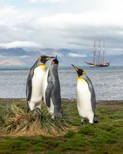 DARWIN200 / Tall Ship Oosterschelde - the king penguins of South Georgia - Photograph by Josh Clarke