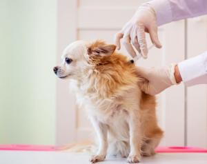 Animal Vaccines Market