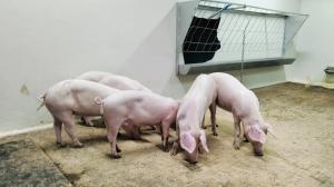 Healthy pigs at ILRI facility