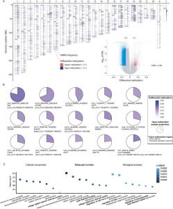 Epigenomic alterations of iridocorneal endothelial (ICE) syndrome.