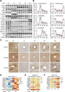 The protein level of m6A reader YTHDF1, YTHDF2 and YTHDF3 decrease during the early stage of ConA-induced hepatitis. Eight-week-old male C57BL/6 WT mice were intravenously injected with ConA (10 mg/kg) or saline as vehicle control, and the liver tissues w