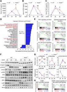 YTHDF1 deficiency aggravates hepatic inflammatory response via ERK and NF-κB pathway.