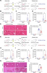 YTHDF1 in hematopoietic cells is necessary for the suppression of inflammatory response.
