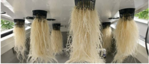 Brilliant AEssenseGrows Aeroponic Roots at Endo Canna