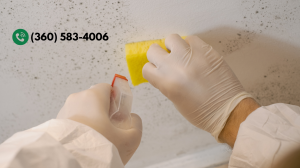 Crawl Space Mold Removal Services