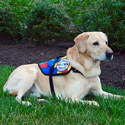 Autism Service Dog from SDWR