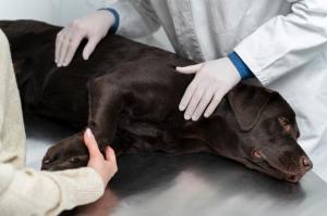  emergency animal hospital Fraser-M ... Animal Hospital