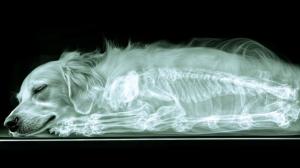  pet radiography