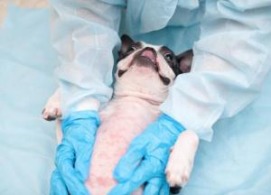  dog abdominal surgery