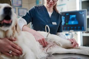  Advanced Dog Abdominal Surgery