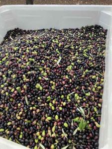 A picking bin is full of freshly picked olives
