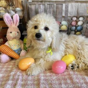 Mini Goldendoodle-