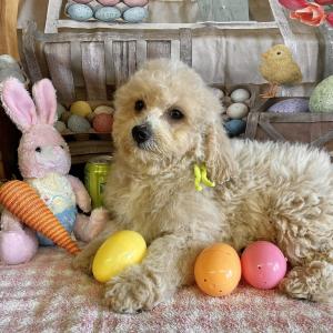 F1bb Mini Labradoodle --