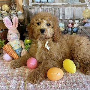 F1bb Mini Goldendoodle --