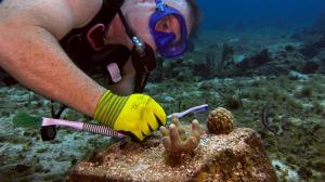 Stingray Villa helping the Cozumel Reef Restoration Project