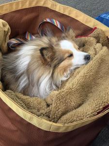 Timbit sleeping