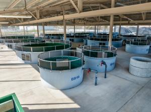 Covered Rearing Canopy and FRB Tanks