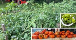 Bountiful tomato harvest with NutriHarvest® Organic Fertilizer.
