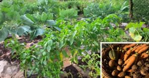 Thriving backyard garden in the middle of an urban setting powered by NutriHarvest® Organic Fertilizer.