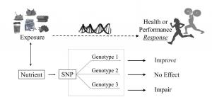 Figure from Sport Nutrigenomics Review article in Frontiers in Nutrition