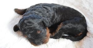Black Labradoodle