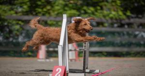  Trained Labradoodles Available