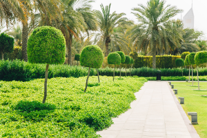 landscaping Ideas