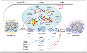 The chromaverse is built by the protiens that localize to RNA clouds formed about a gee's control sequences