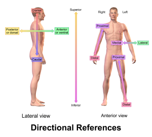 Anatomical Directions - https://brookbushinstitute.com/glossary/anatomical-directions