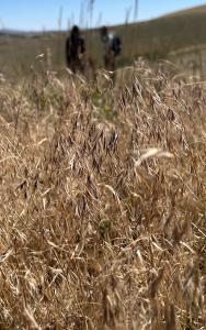 Closeup of cheatgrass, a highly invasive grass that is outcompeting native grasses across the West