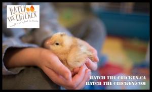 Cute & fluffy baby chicks that can be experienced through Hatch The Chicken / Give The Chicken