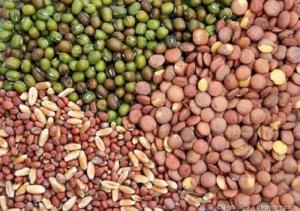 Vegetable Seed Market