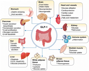 GLP-1 Receptor Agonist Market Demand 2025