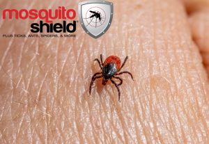 An image of a tick crawling on skin. Image contains a logo for Mosquito Shield in the upper left hand corner.