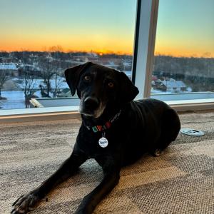 Bedbug Detection Dog - Raven Enjoying a Break
