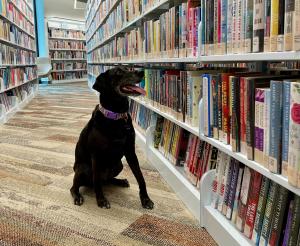 Bedbug Detection Dog - Raven - Working
