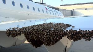 bee swarm, plane wing, airport, honeybees